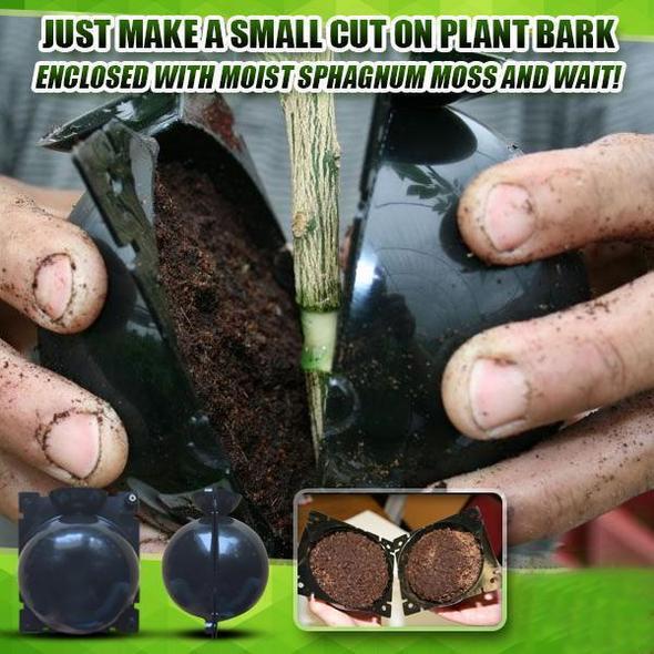 50% OFF--Plant Root Growing Box